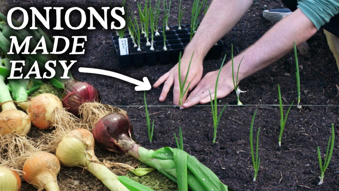 Huw Richards: The Fastest & Easiest Way to Grow Onions! The Fastest & Easiest Way to Grow Onions!