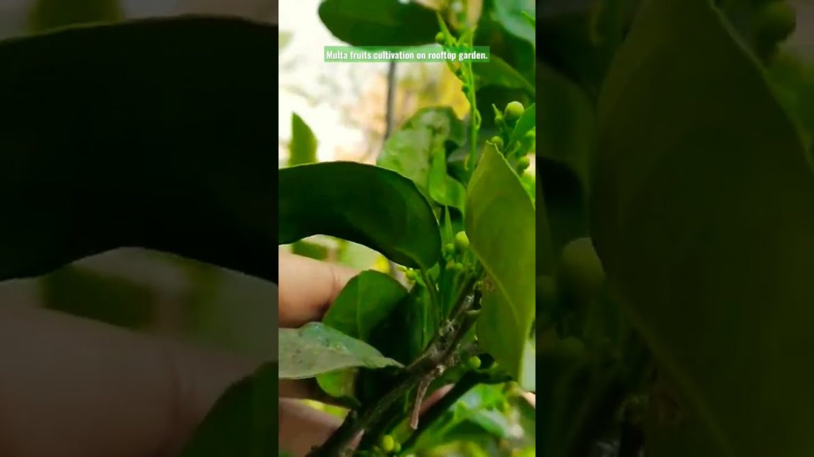 Malta flowers. Rooftop gardening design. #viral #viralvideo #shorts #shortsvideo #healthy . Malta flowers. Rooftop gardening design. #viral #viralvideo #shorts #shortsvideo #healthy .