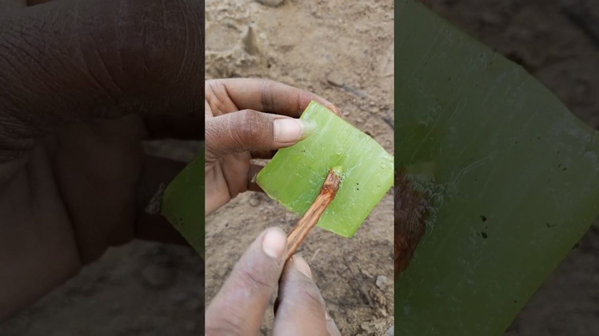 How to propagate grape vines #shorts #youtubeshort #gardening