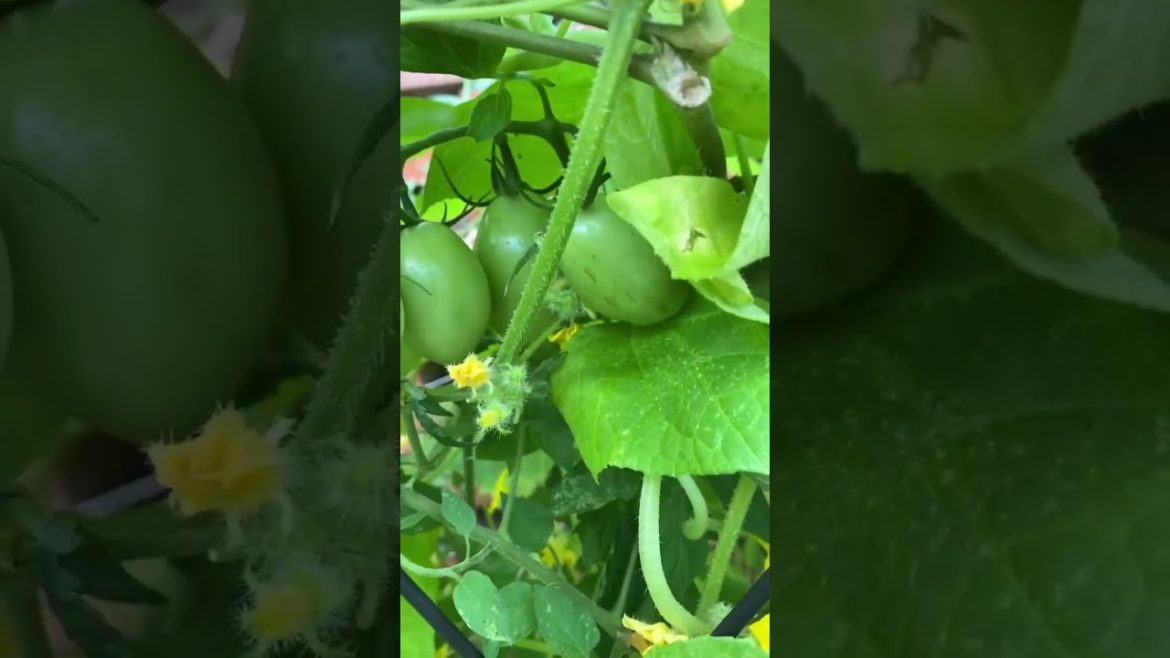 How to Gardener: Tips for A Successful Garden