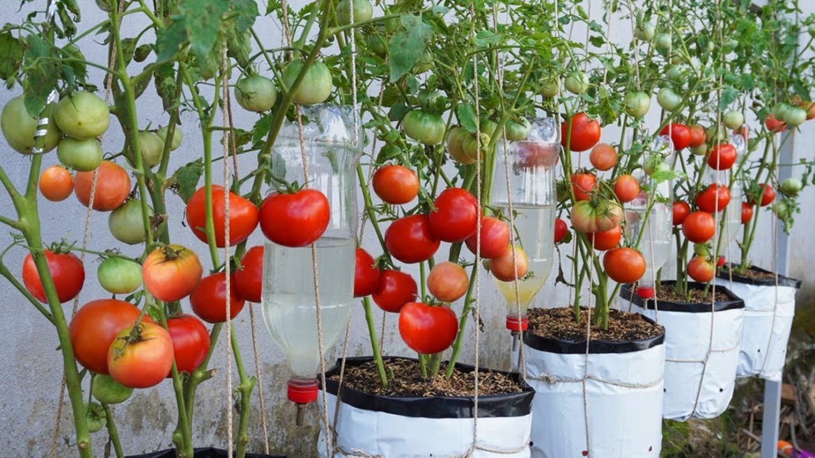 Growing tomatoes for extremely high productivity, if you do it this way Growing tomatoes for extremely high productivity, if you do it this way