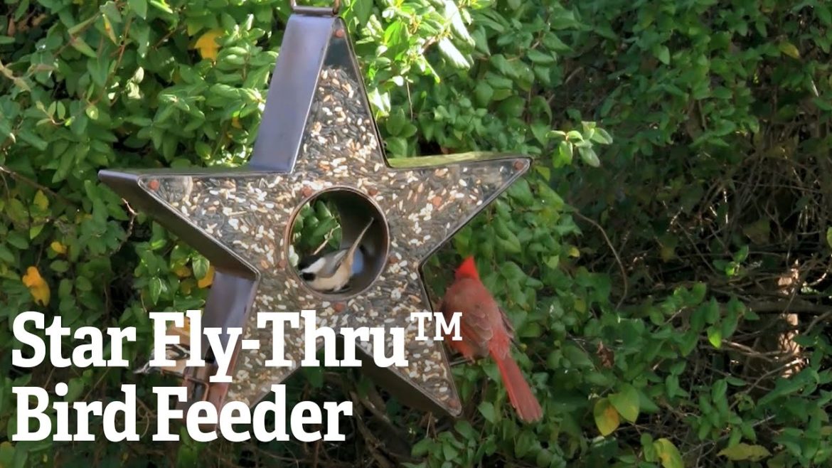 Star Fly-Thru™ Bird Feeder