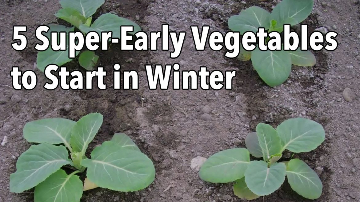 5 Super-Early Vegetables to Start in Winter 5 Super-Early Vegetables to Start in Winter