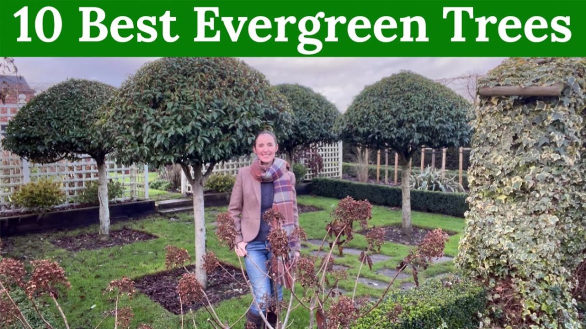 10 Best Evergreen Trees for your Garden