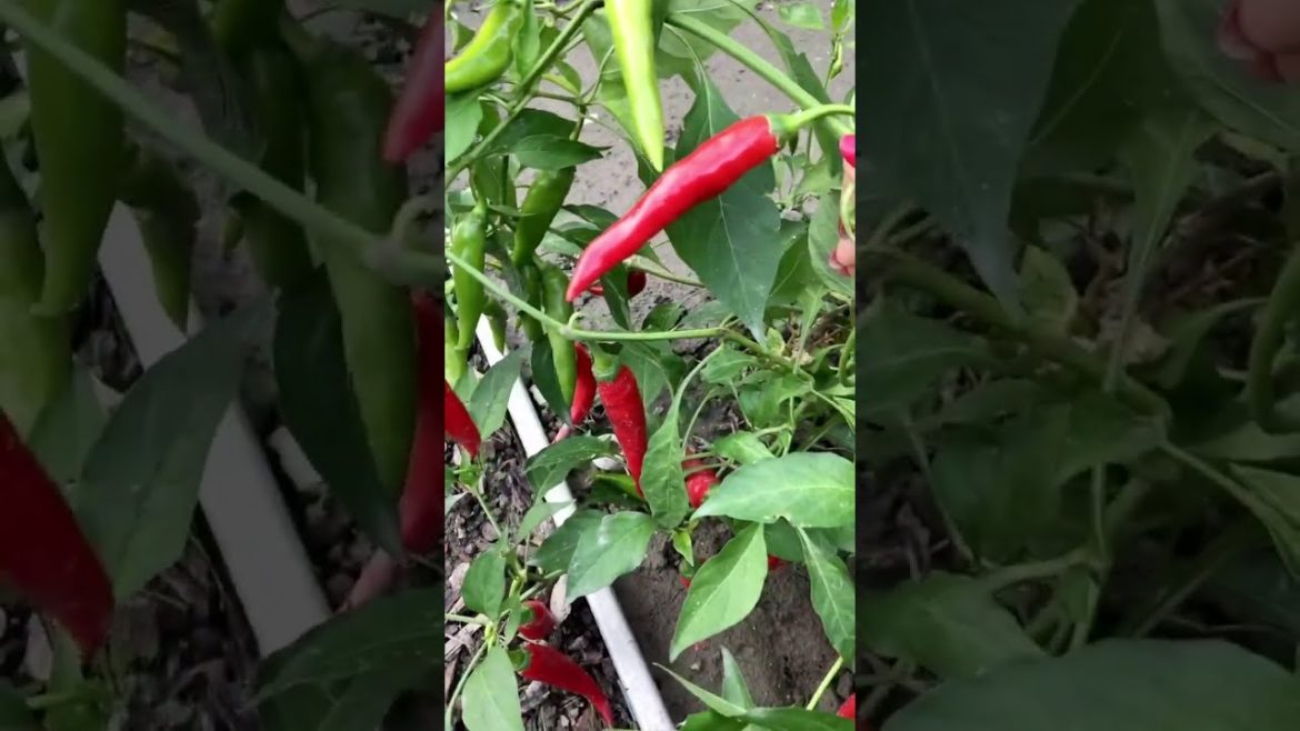 How to Gardener: Tips for A Successful Garden How to Gardener: Tips for A Successful Garden