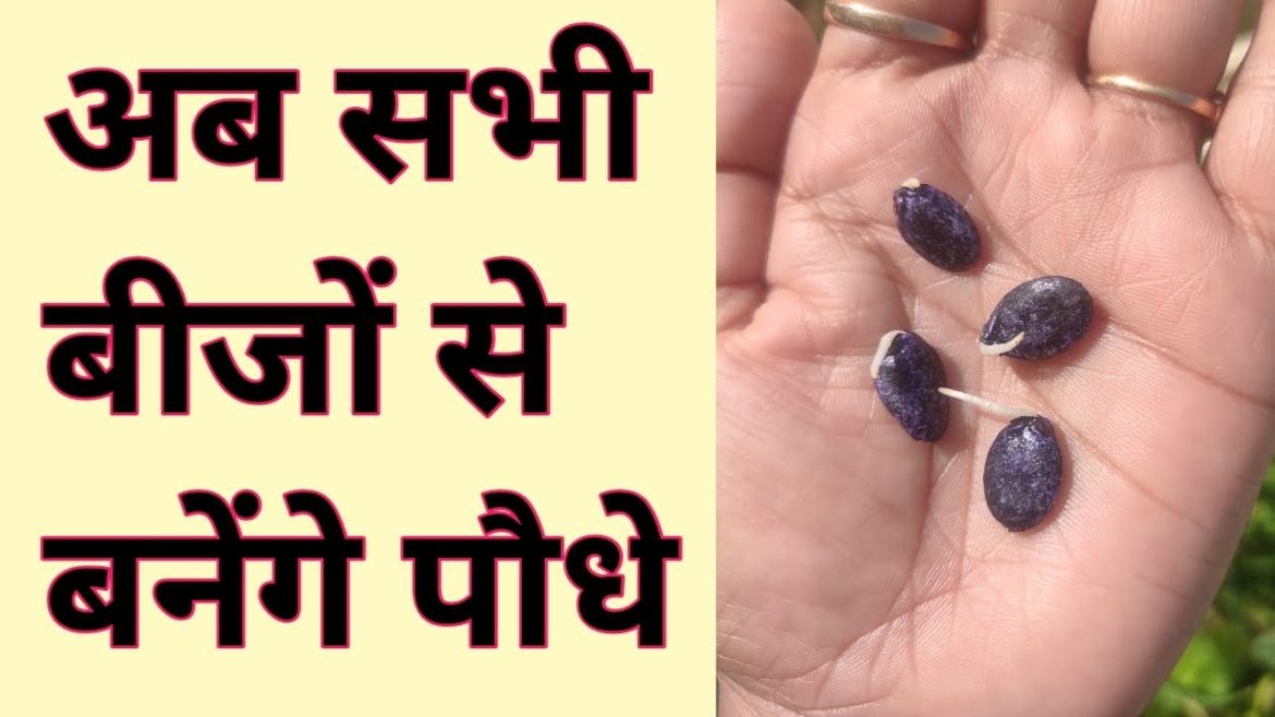 How to get 100% seed germination /vegetable gardening/kitchen garden
