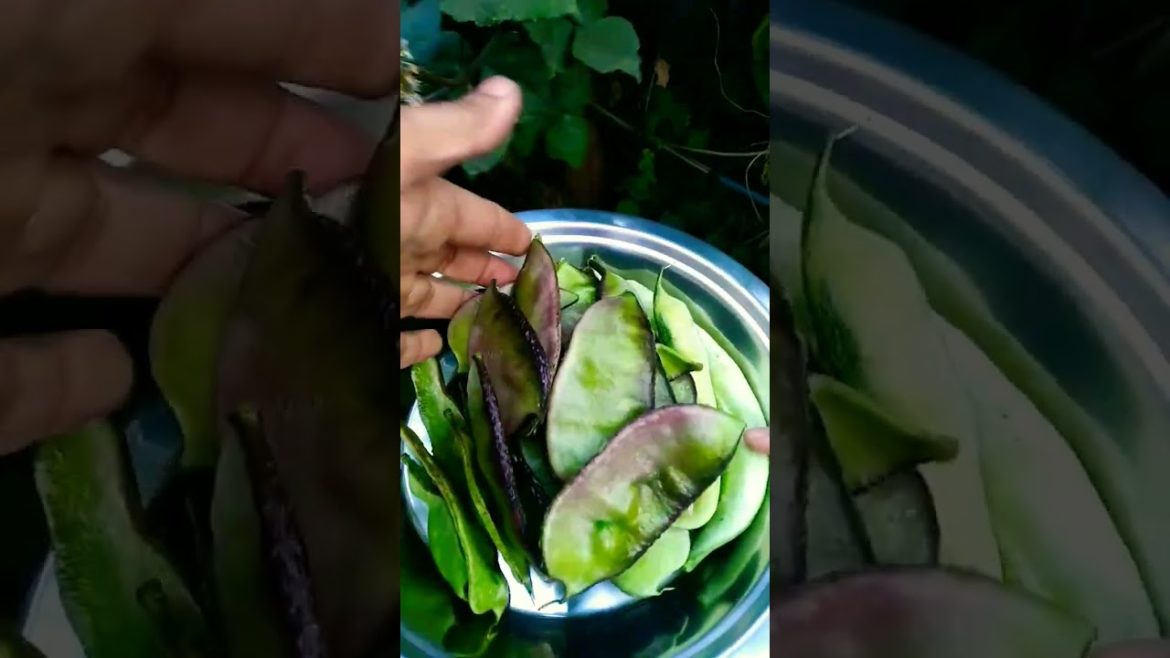 Vegetable gardening at home #containergardening #shorts #organicgardening