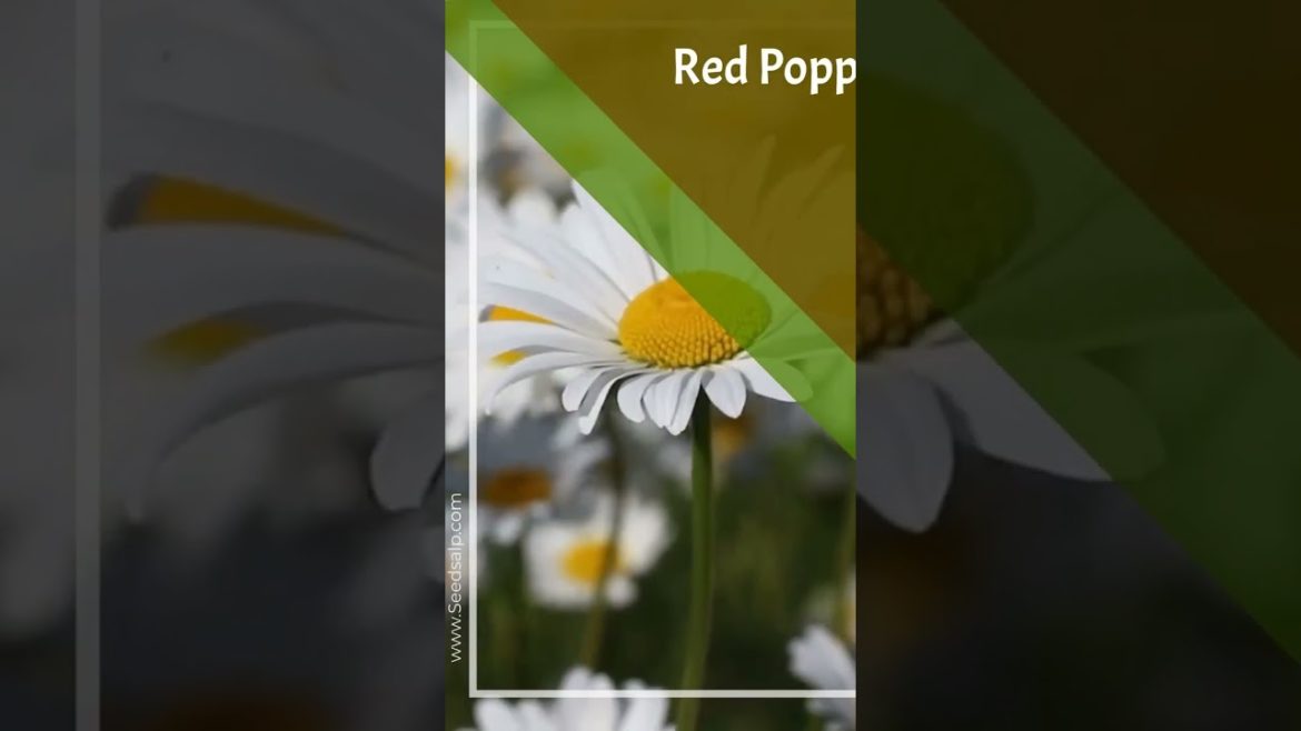 Welcome to the vibrant world of gardening! #shorts #flowerdesign