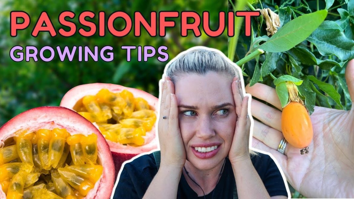 #1 FATAL MISTAKE for growing PASSIONFRUIT in your home garden