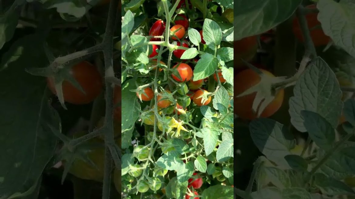 How to Gardener: Tips for A Successful Garden How to Gardener: Tips for A Successful Garden