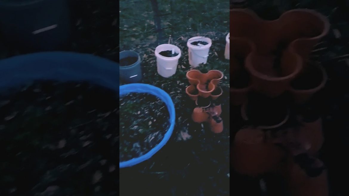 Budget Gardening #garden #gardening #containergardening #growingfood #budgetgardening budgetgarden