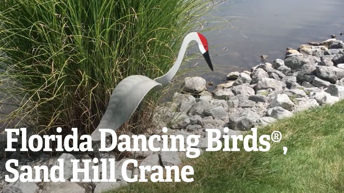 Florida Dancing Birds®, Sand Hill Crane Florida Dancing Birds®, Sand Hill Crane