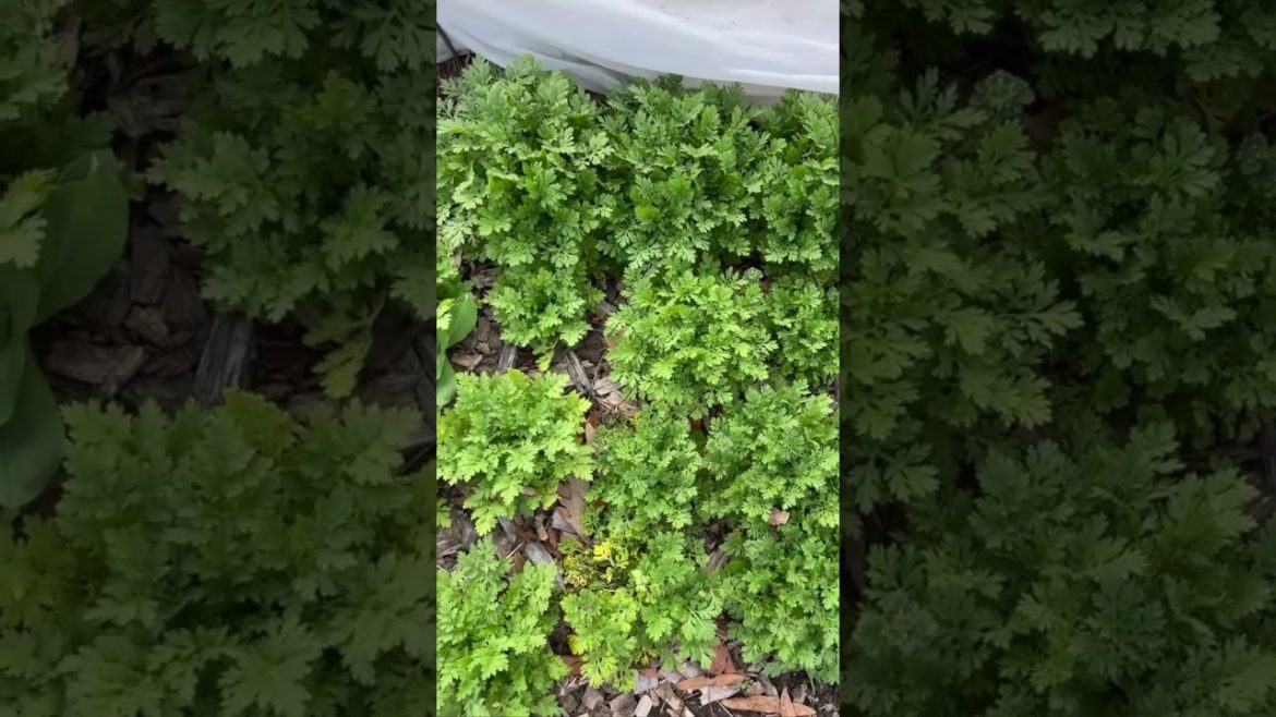 Cool Flowers on February 10, 2023. π Cool Flowers on February 10, 2023. π