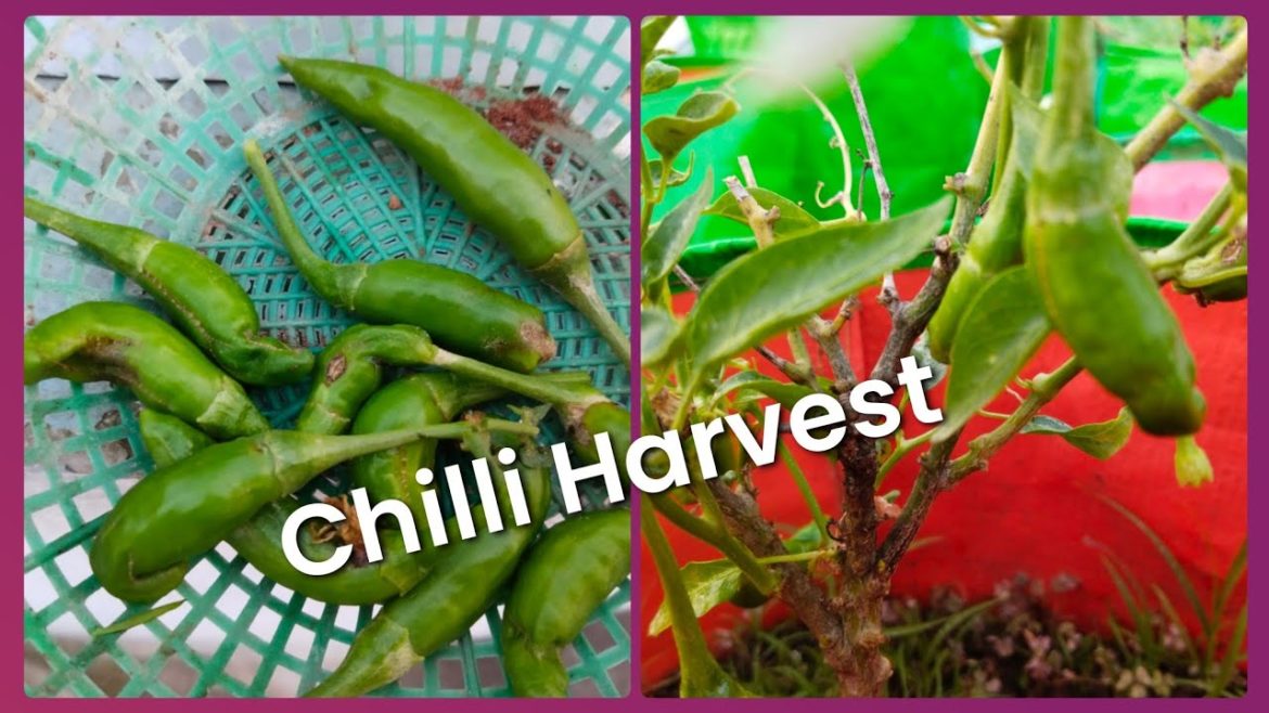 Chilli Harvest || Gardening Harvest || Gardening Tips || Harvest Video || Garden. Chilli Harvest || Gardening Harvest || Gardening Tips || Harvest Video || Garden.