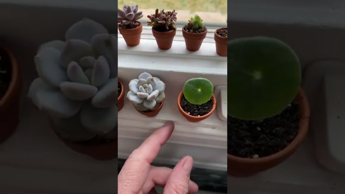 Little Plants Tiktok botanytok