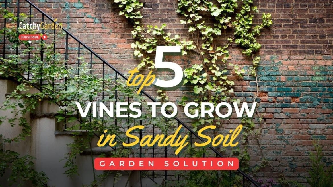 Sandy Soil Solutions: Top 5 Vines to Grow ππΈπ // Gardening Tips Sandy Soil Solutions: Top 5 Vines to Grow ππΈπ // Gardening Tips