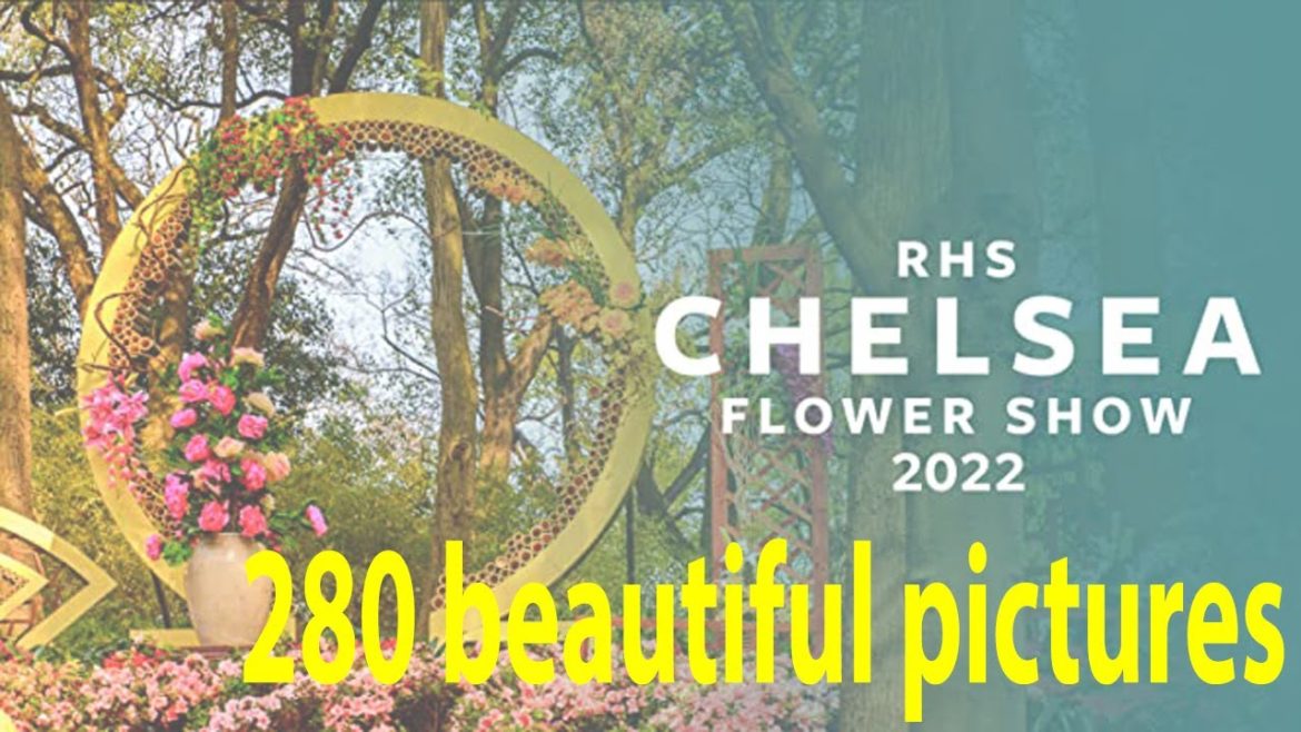 280 beautiful pictures of The Chelsea Flower Show 2022 | RHS Chelsea Flower Show 2022