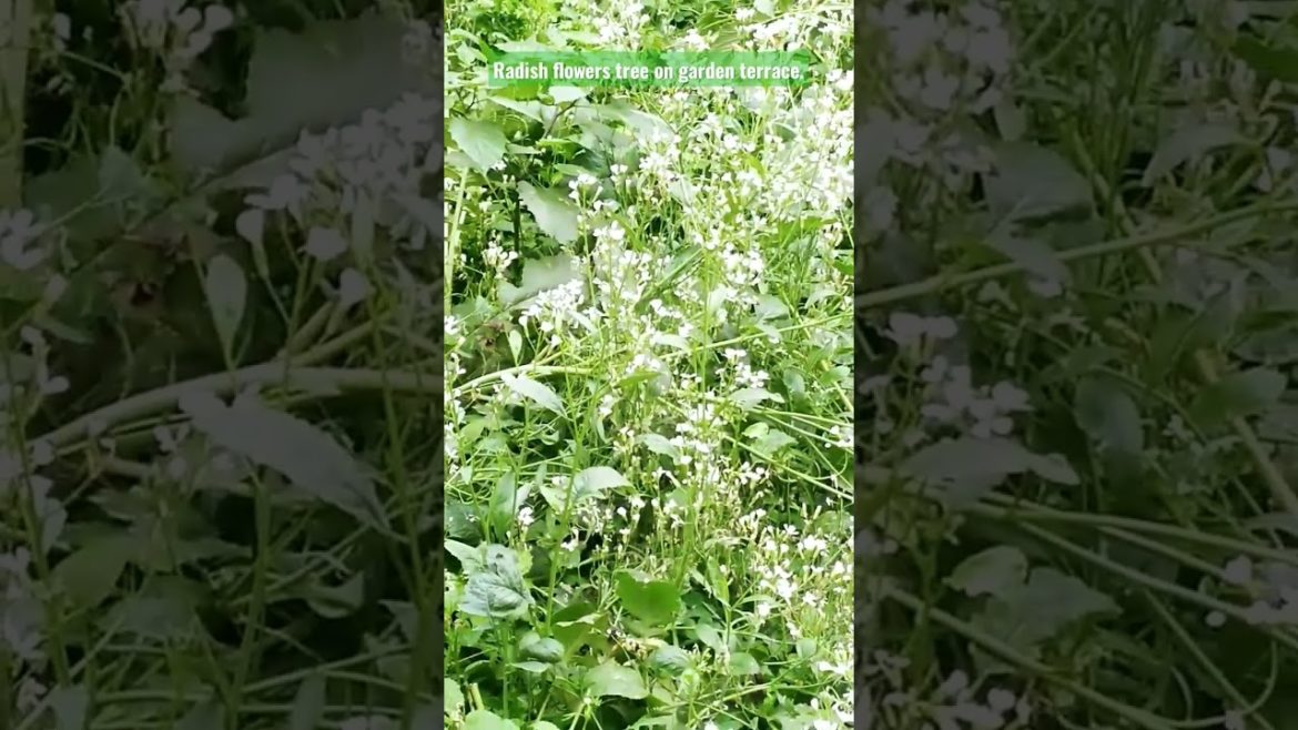 Radish flowers tree on garden terrace. #viral #viralvideo #design #flowers #shorts .