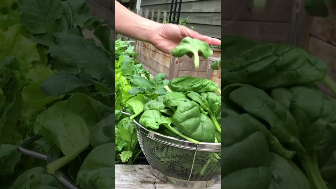 How to Gardener: Tips for A Successful Garden How to Gardener: Tips for A Successful Garden
