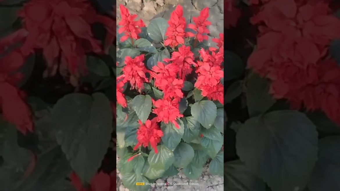 Salvia flower #flower #viral #garden #shorts #youtubeshorts