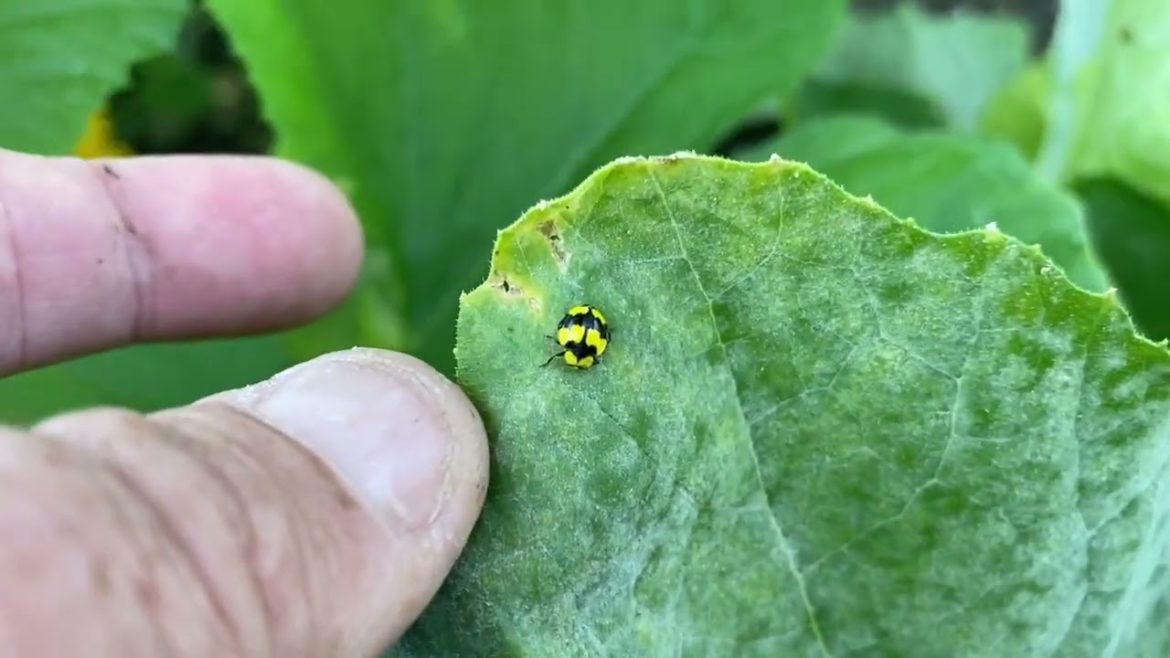 February 2023 Edible Garden Tour