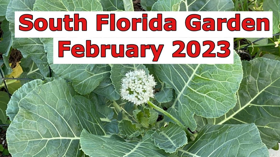 South Florida Garden February 2023 | Mini Harvest