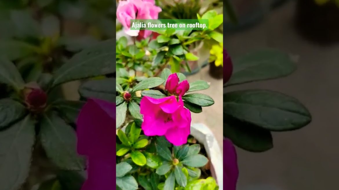 Ajelia flowers tree. Roof gardening design. #viral #viralvideo #design #flowers #shorts Ajelia flowers tree. Roof gardening design. #viral #viralvideo #design #flowers #shorts