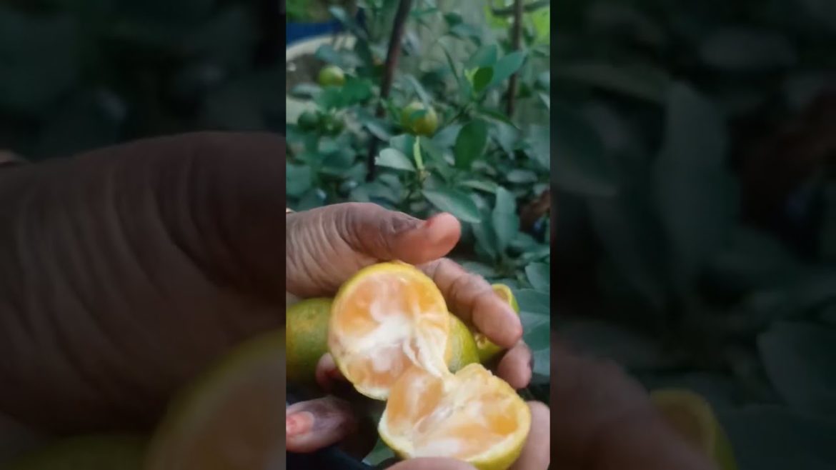 How to Gardener: Tips for A Successful Garden