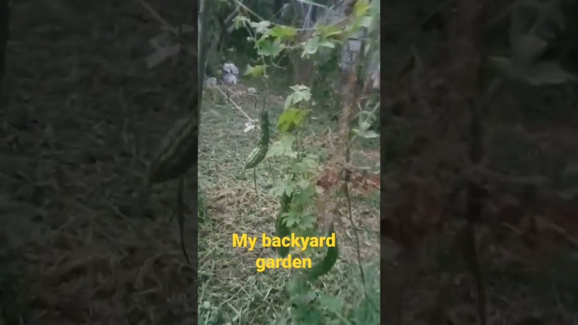 Backyard garden bittergourd