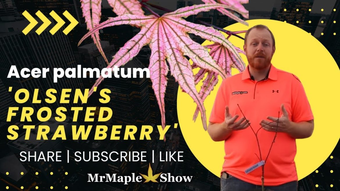 Acer palmatum 'Olsen's Frosted Strawberry' Reticulated Japanese Maple | Cultivar Highlight MrMaple