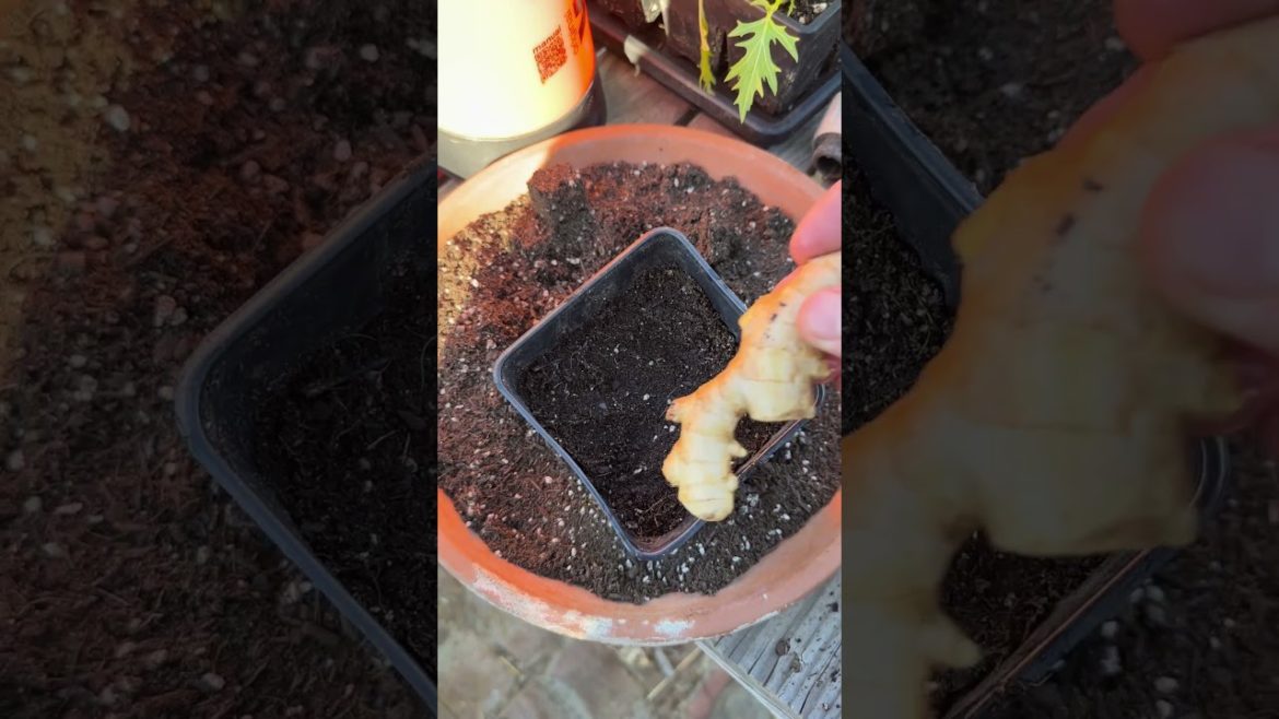 Grow Ginger Grocery Store Ginger Grow Ginger Grocery Store Ginger