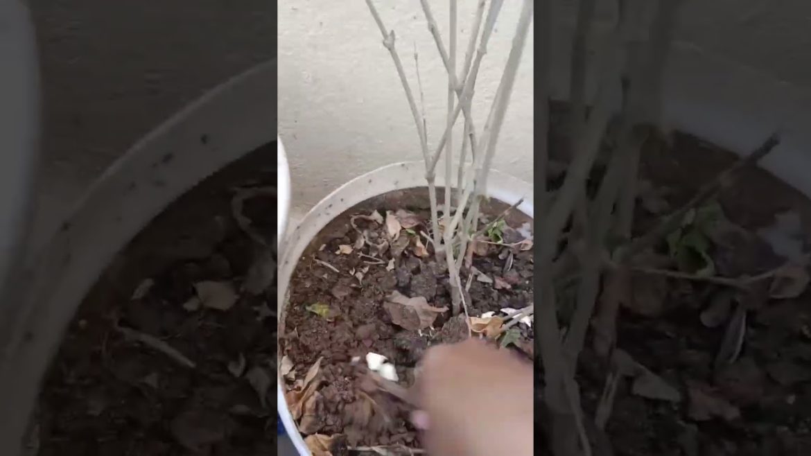 Jasmine plant tips #shorts #youtube shorts #viral #short vedios (mana terrace garden 🏡) Jasmine plant tips #shorts #youtube shorts #viral #short vedios (mana terrace garden 🏡)