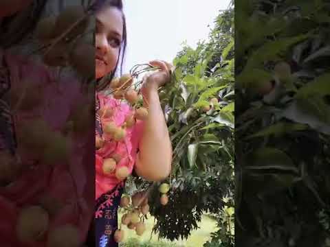 How to Gardener: Tips for A Successful Garden How to Gardener: Tips for A Successful Garden