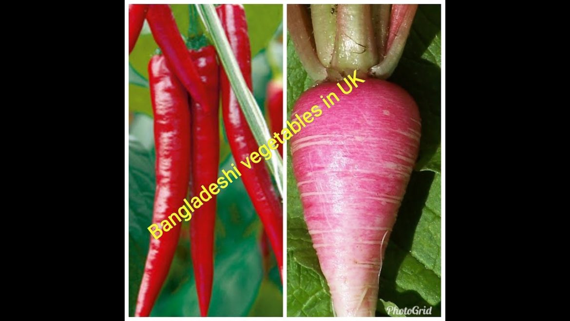 Bangladeshi vegetable gardening in the Uk part2|Starting my garden|How to gro Bangladeshi vegetables
