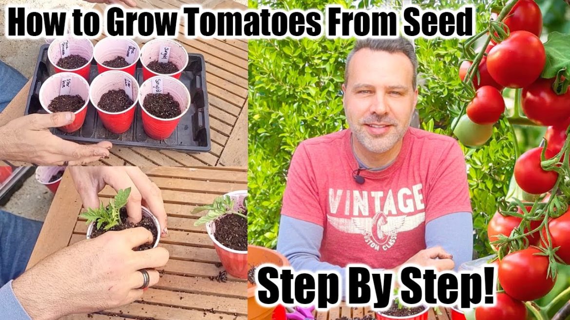 California Garden TV: How to Grow Tomatoes at Home From Seeds How to Grow Tomatoes at Home From Seeds