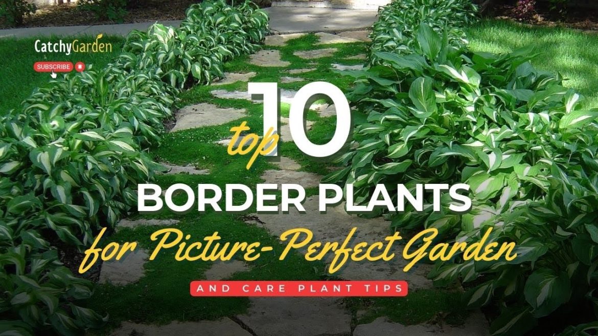 10 Best Border Plants for a Picture Perfect Garden π·π±πΈ // Garden Tips 10 Best Border Plants for a Picture Perfect Garden π·π±πΈ // Garden Tips