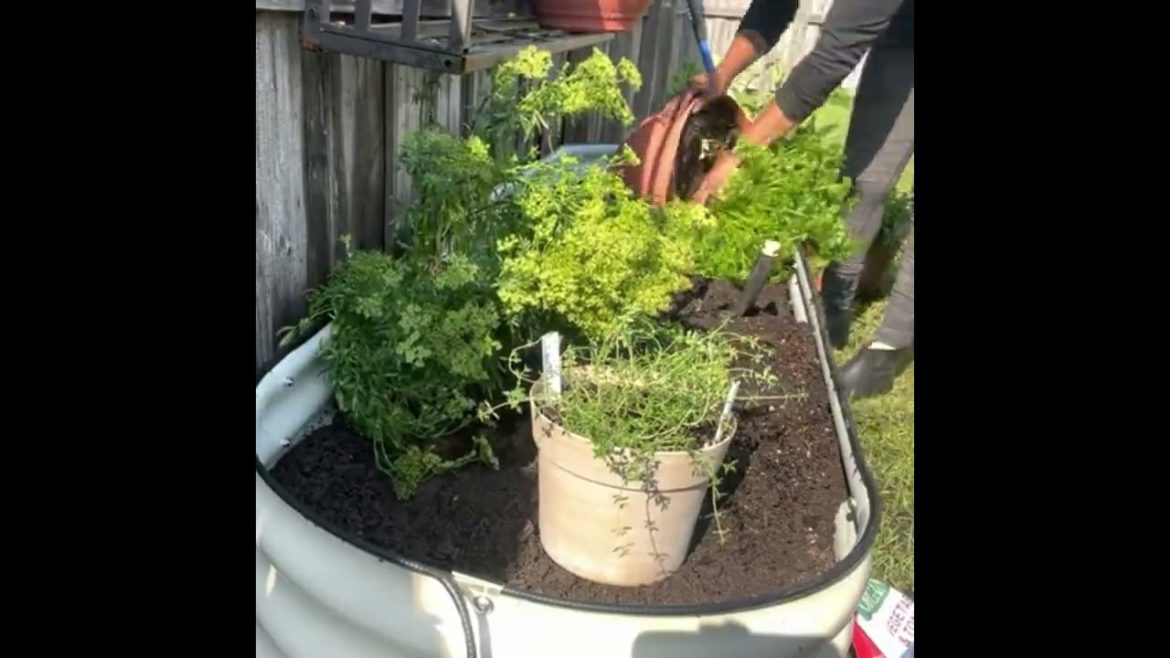 The Best Way to Build Olle Raised Garden Beds for Vegetables-olleusa