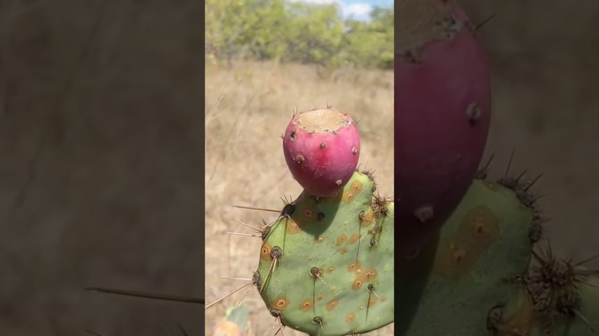 🌵 Prickly Pear Cactus: A Wild Edible That May Look Threatening.. but It's Delicious!