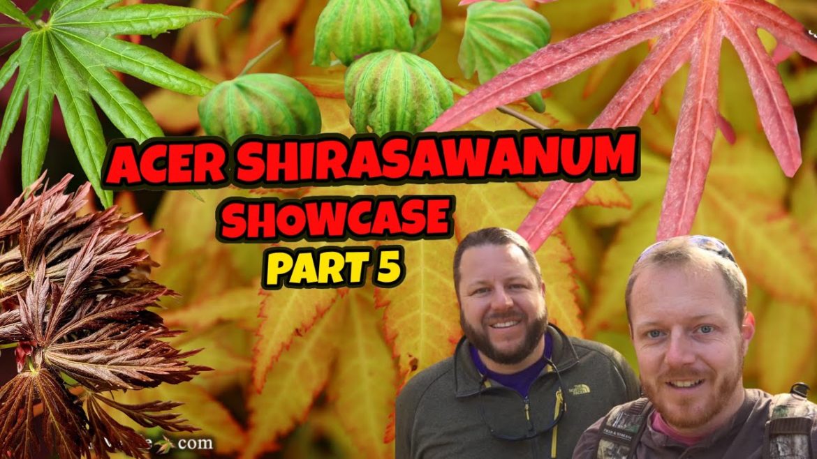 Full Moon Japanese Maples Part 5 | Acer Shirasawanum Saturday Showcase |