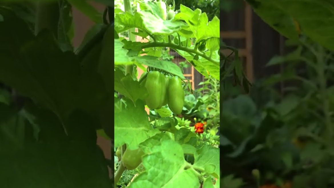 Vertical Gardening structure ideas for your #garden Maximize your space, plant more and harvest more