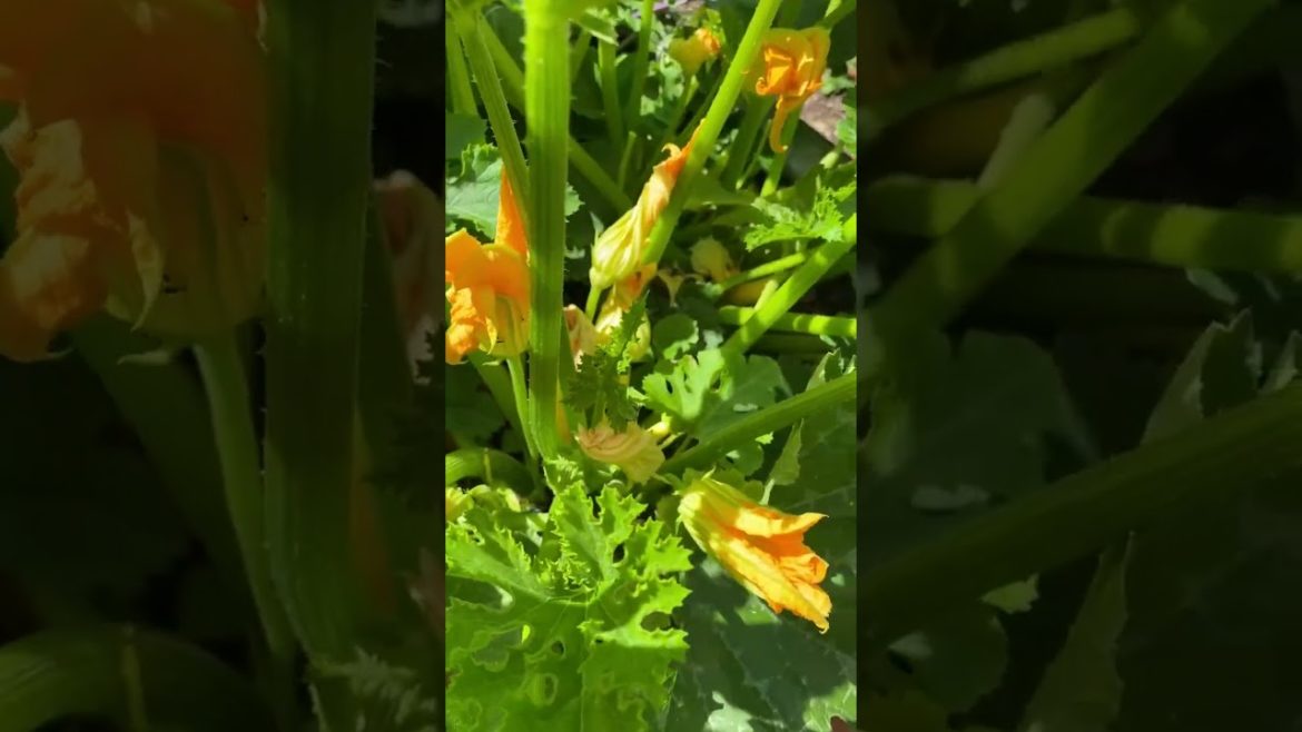 How to Gardener: Tips for A Successful Garden