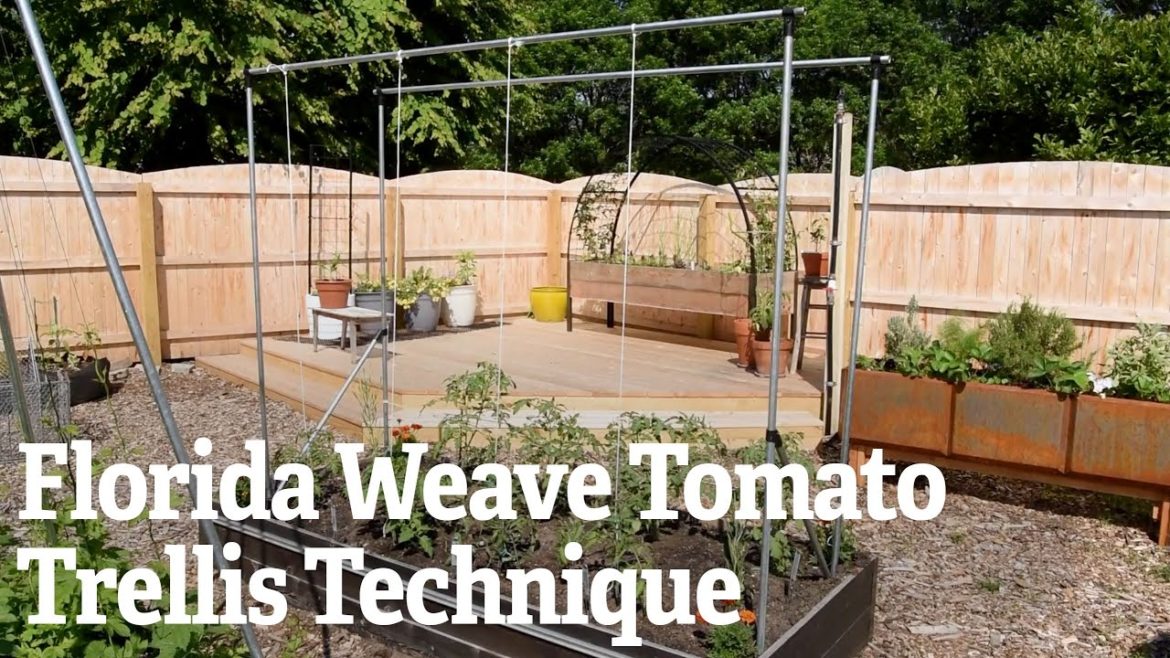 Florida Weave Tomato Trellis Technique