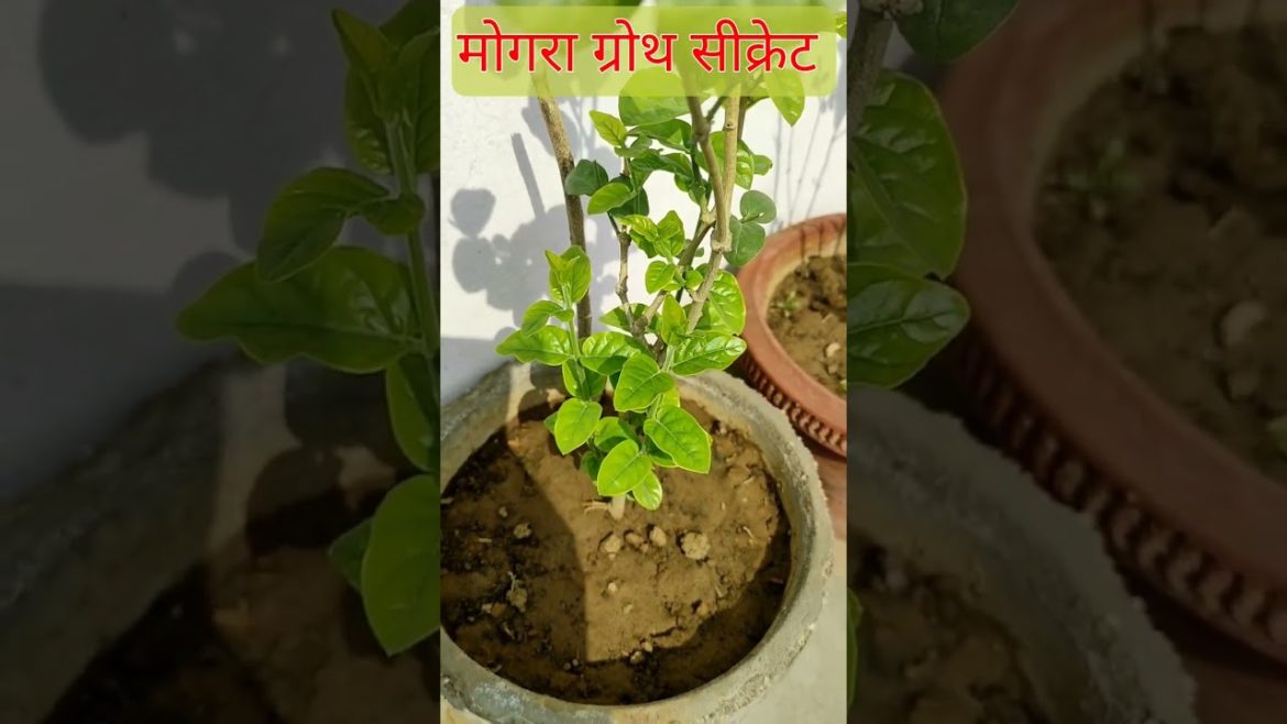 Mogra Plant care #mogra #jasmine #king#gardening#organic #shortfeed #shorts#viral #shortsfeed #short Mogra Plant care #mogra #jasmine #king#gardening#organic #shortfeed #shorts#viral #shortsfeed #short
