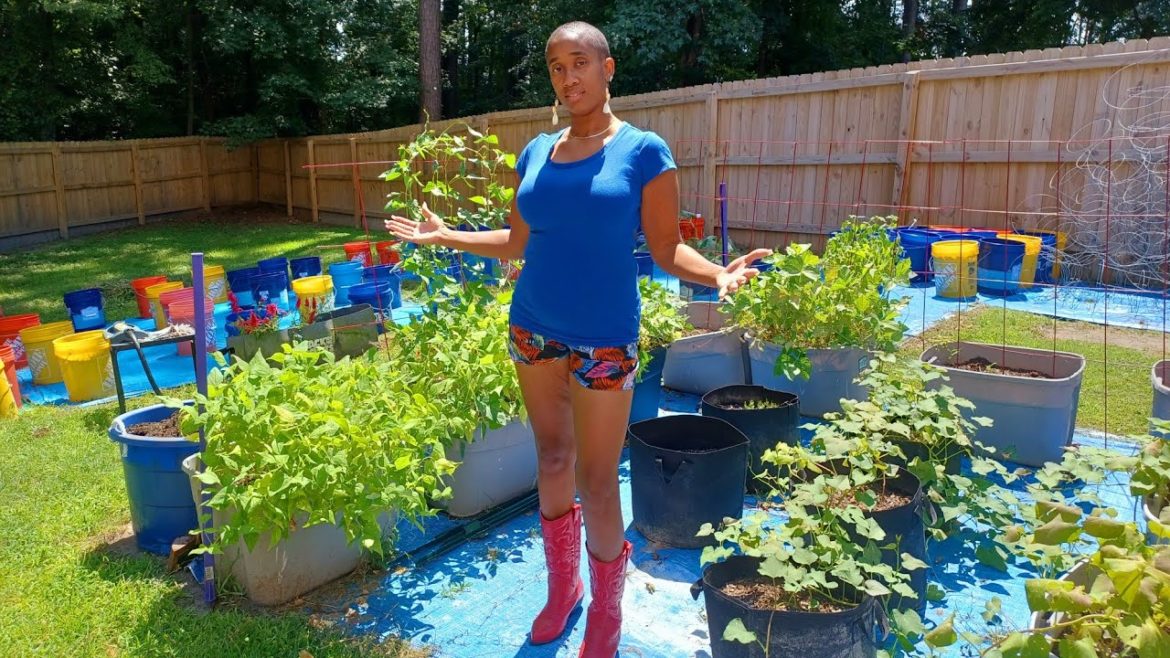 Container Garden Cleanup For Fall Gardening Container Garden Cleanup For Fall Gardening