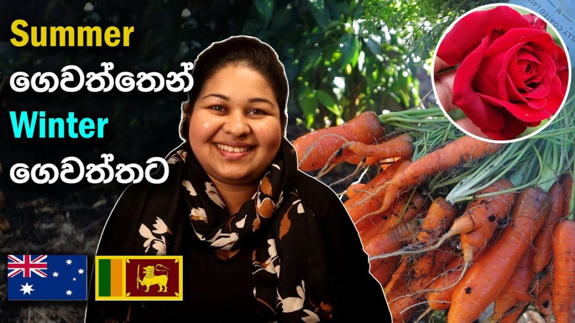 පුන්චි ගෙවත්තක් පටන් ගන්න උදව්වක් | Winter vegetable Gardening | Gardening tips | Sinhala | Eng Sub පුන්චි ගෙවත්තක් පටන් ගන්න උදව්වක් | Winter vegetable Gardening | Gardening tips | Sinhala | Eng Sub