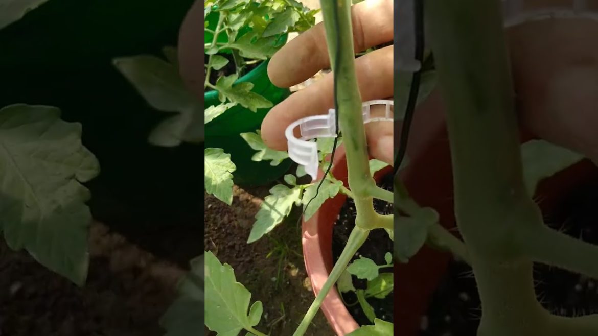 How to Gardener: Tips for A Successful Garden How to Gardener: Tips for A Successful Garden