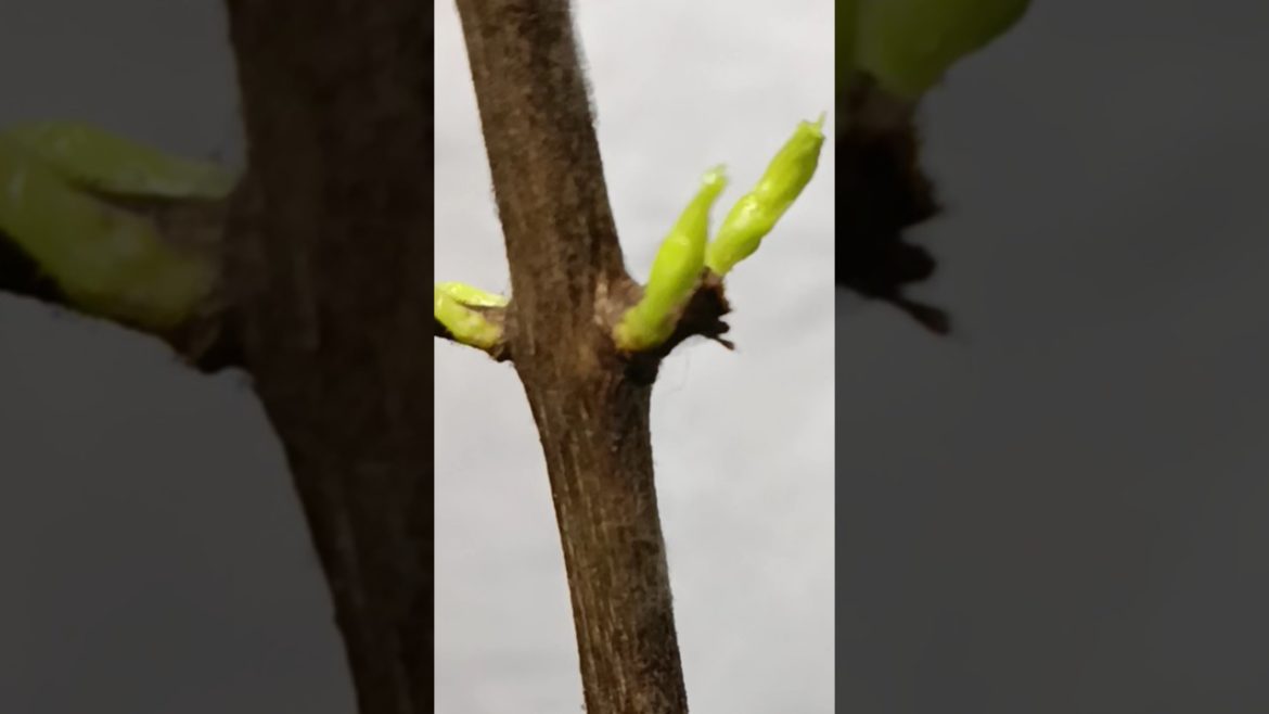 How to grow pomegranate cuttings #shorts #short #gardening How to grow pomegranate cuttings #shorts #short #gardening