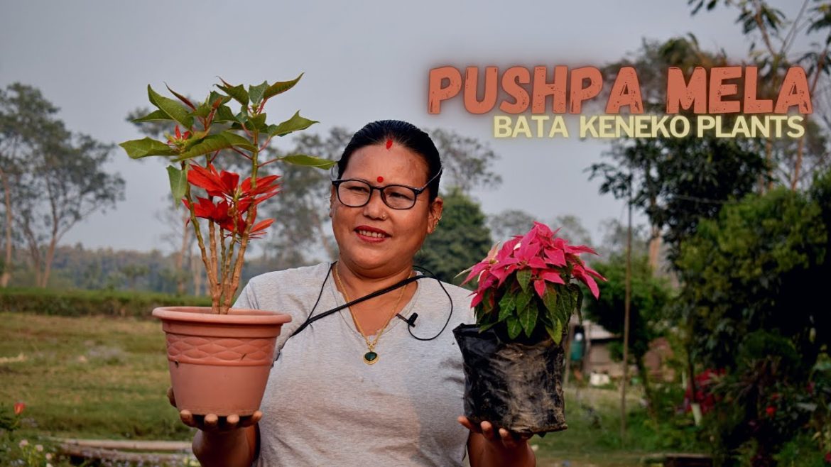 Pushpa Mela Bata Kineko Plants Haru Ko Update I Nepali Garden Tips