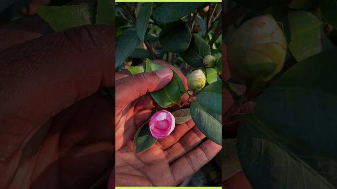 About Camellia flower plant About Camellia flower plant