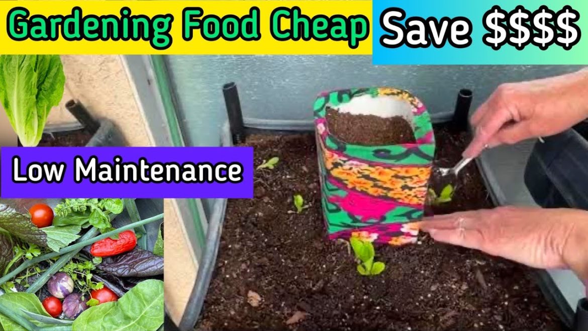 How to Grow a Container Garden CHEAP & EASY Growing Food Small Space Gardening, Organic Pest Control How to Grow a Container Garden CHEAP & EASY Growing Food Small Space Gardening, Organic Pest Control